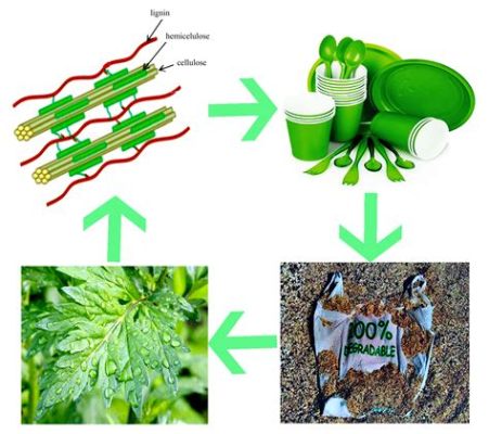  Lignina: Un Polímero Natural Multifuncional para Aplicaciones en la Industria Bioplástica!