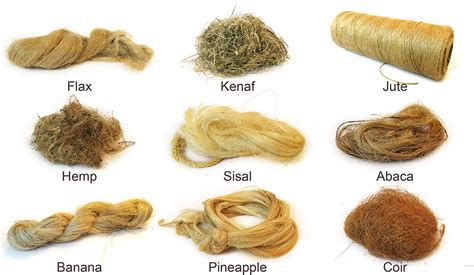  ¿Coir: Fibra Natural Para Productos Textiles Sostenibles? ¡Descúbrelo!